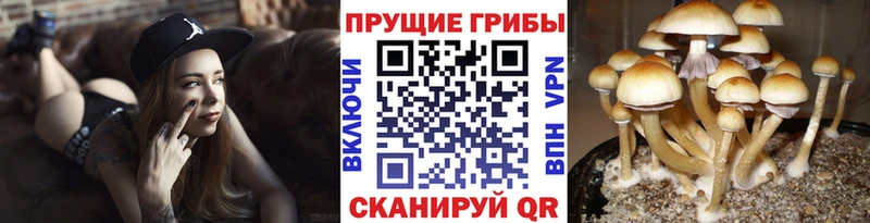 Псилоцибиновые грибы MAGIC MUSHROOMS  Купить закладки  Жиздра 